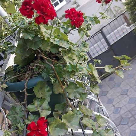 Homestay Izolda باتومي المظهر الخارجي الصورة