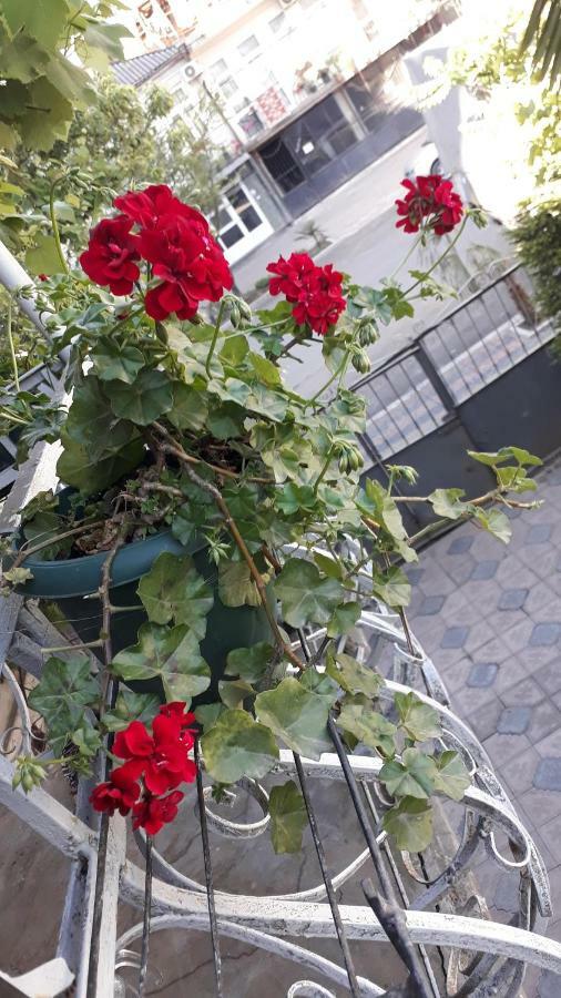Homestay Izolda باتومي المظهر الخارجي الصورة